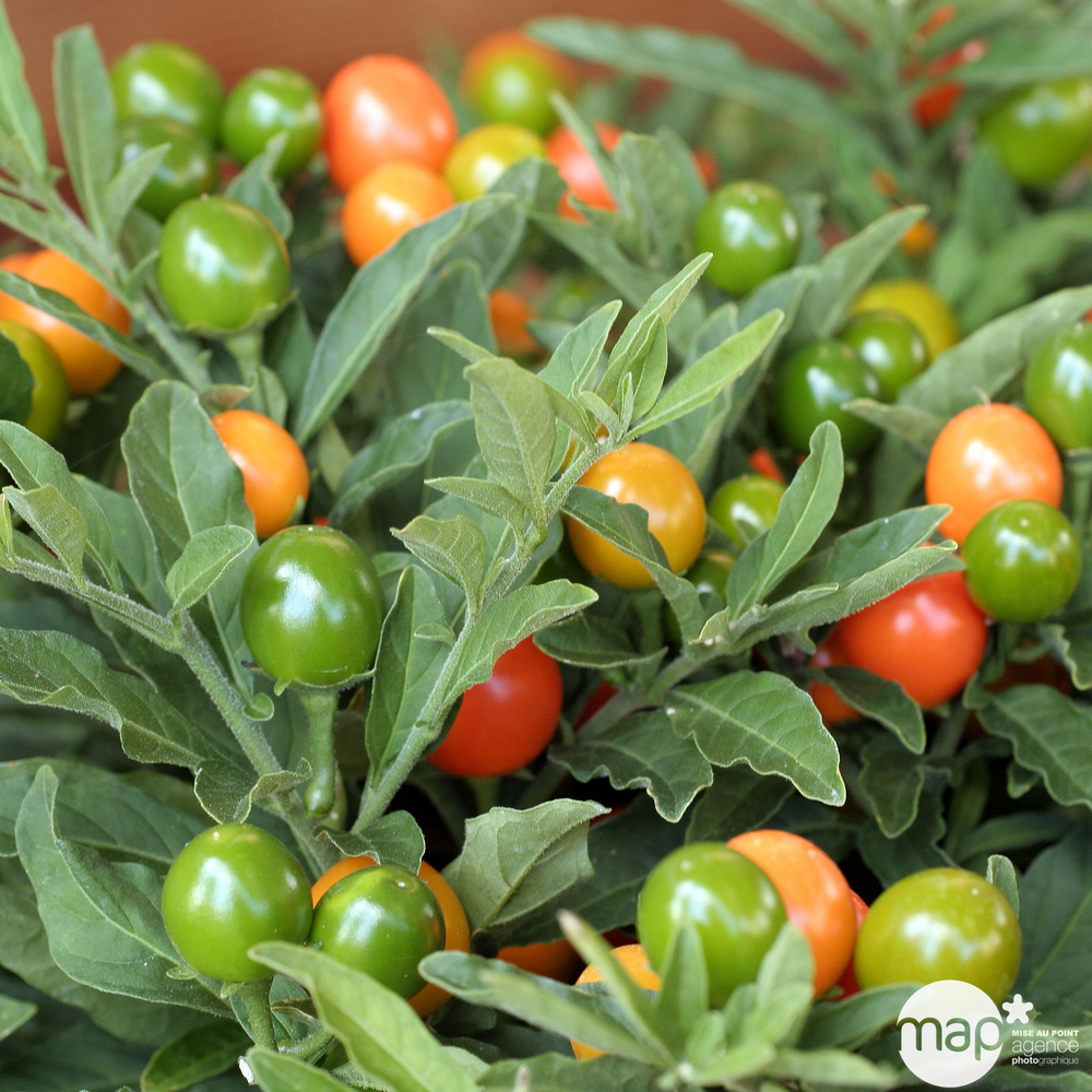 Solanum pseudocapsicum : pot D.11cm