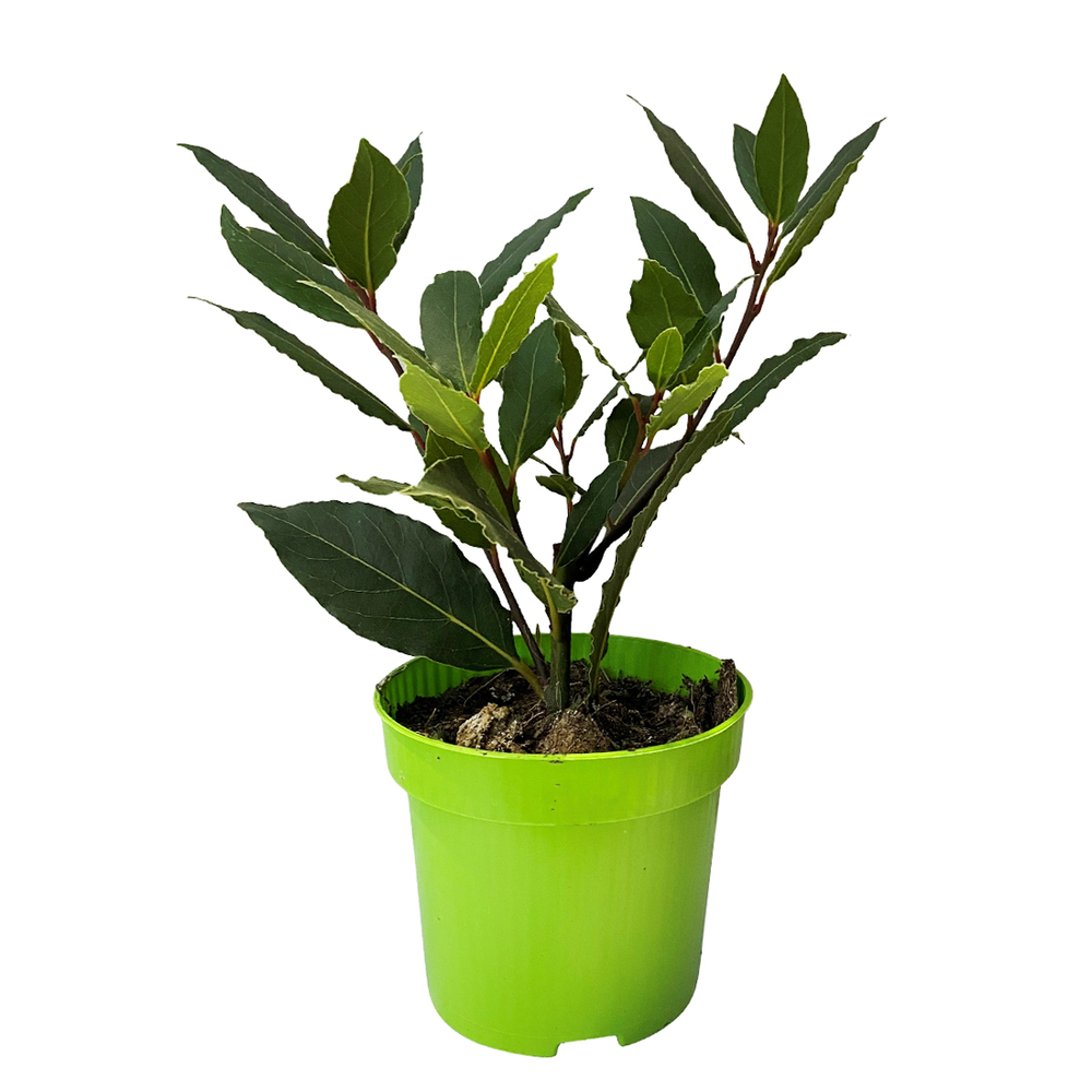 Laurier sauce : pot d.10,5cm