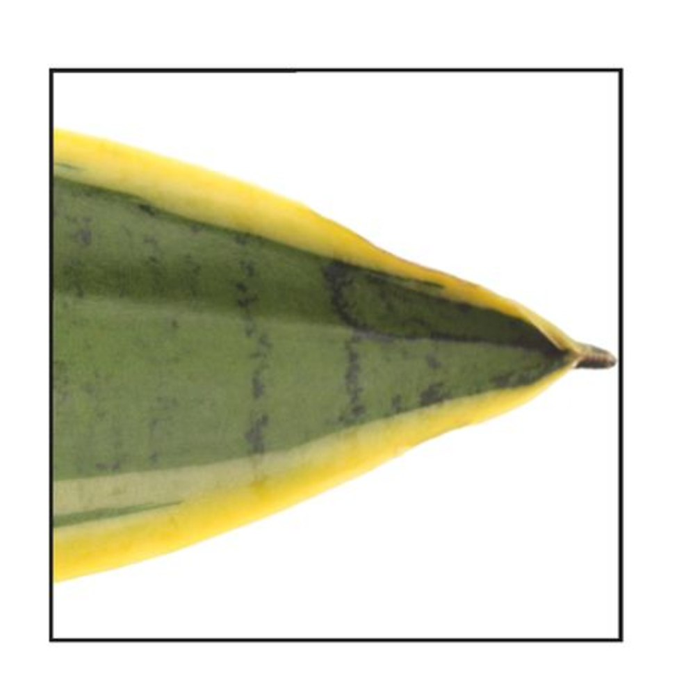 Langue de belle-mère : Ø17cm, pot