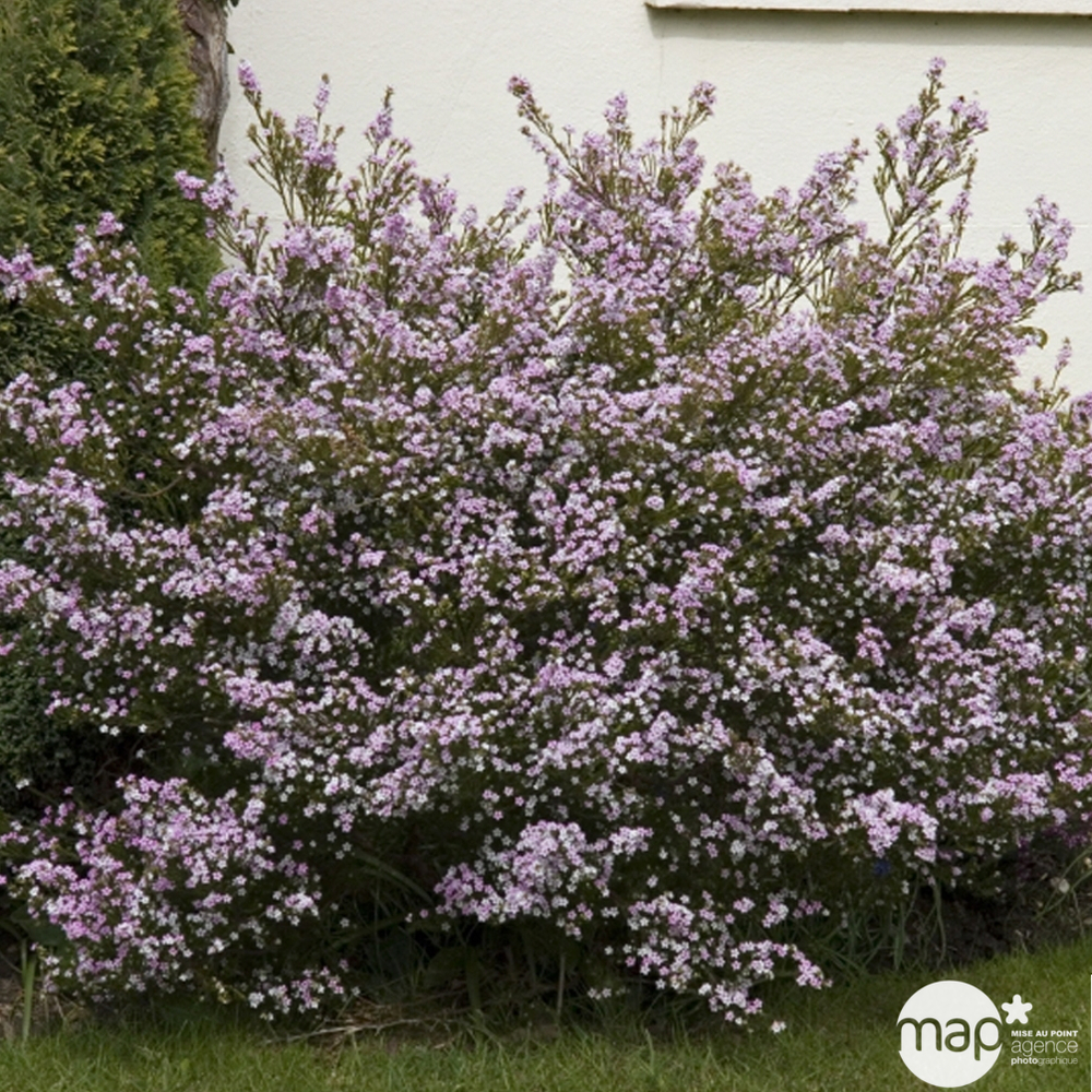 Diosma : conteneur 3 litres Deco