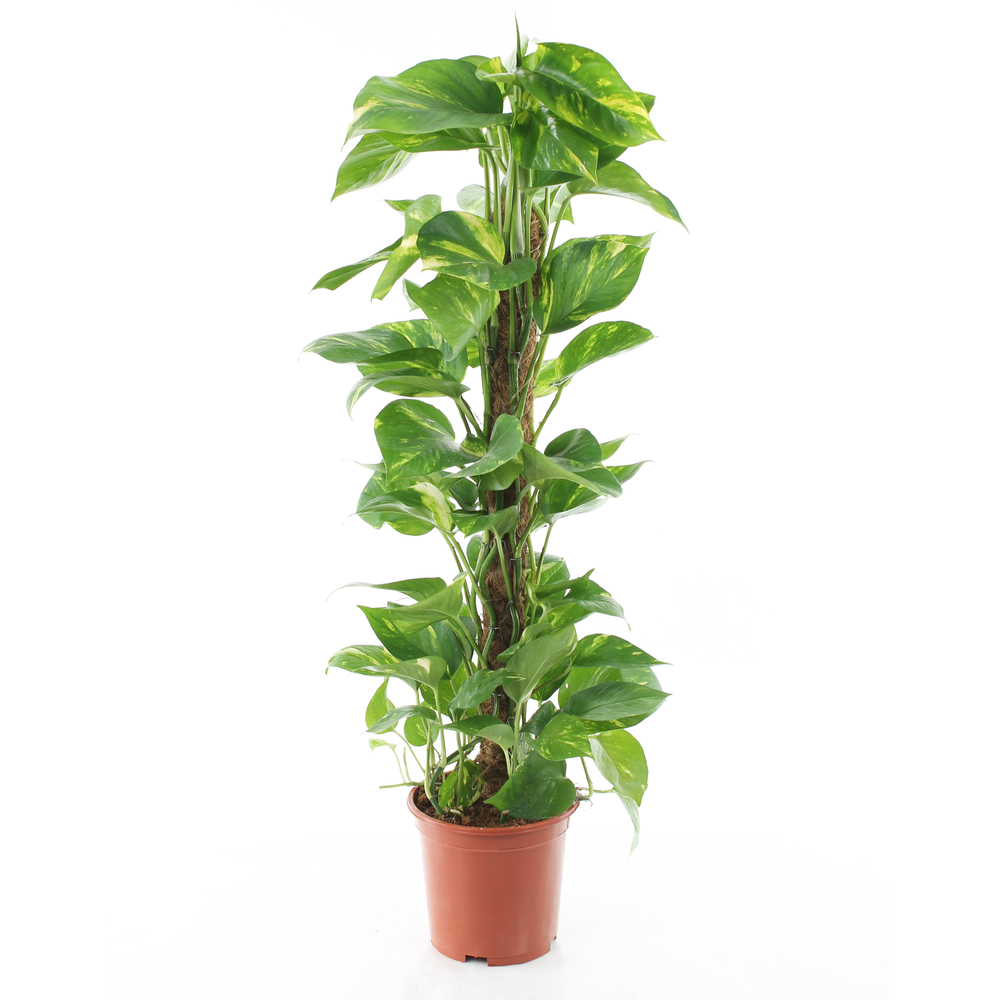 Pothos: pot h.60/80cm, d.19cm