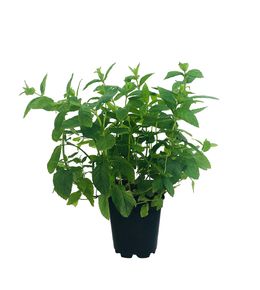 Menthe verte : pot 1L