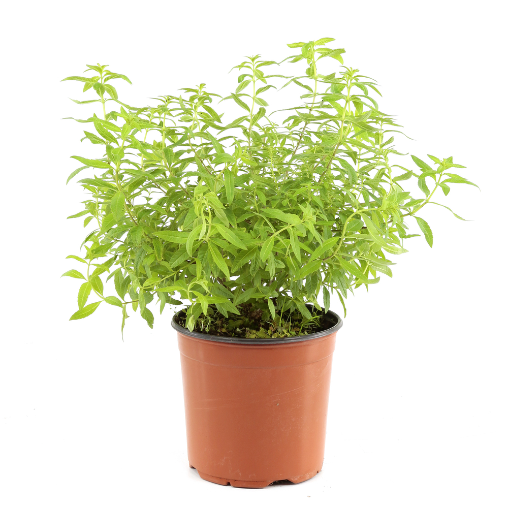 Plant de verveine citronnelle : pot de 3 litres