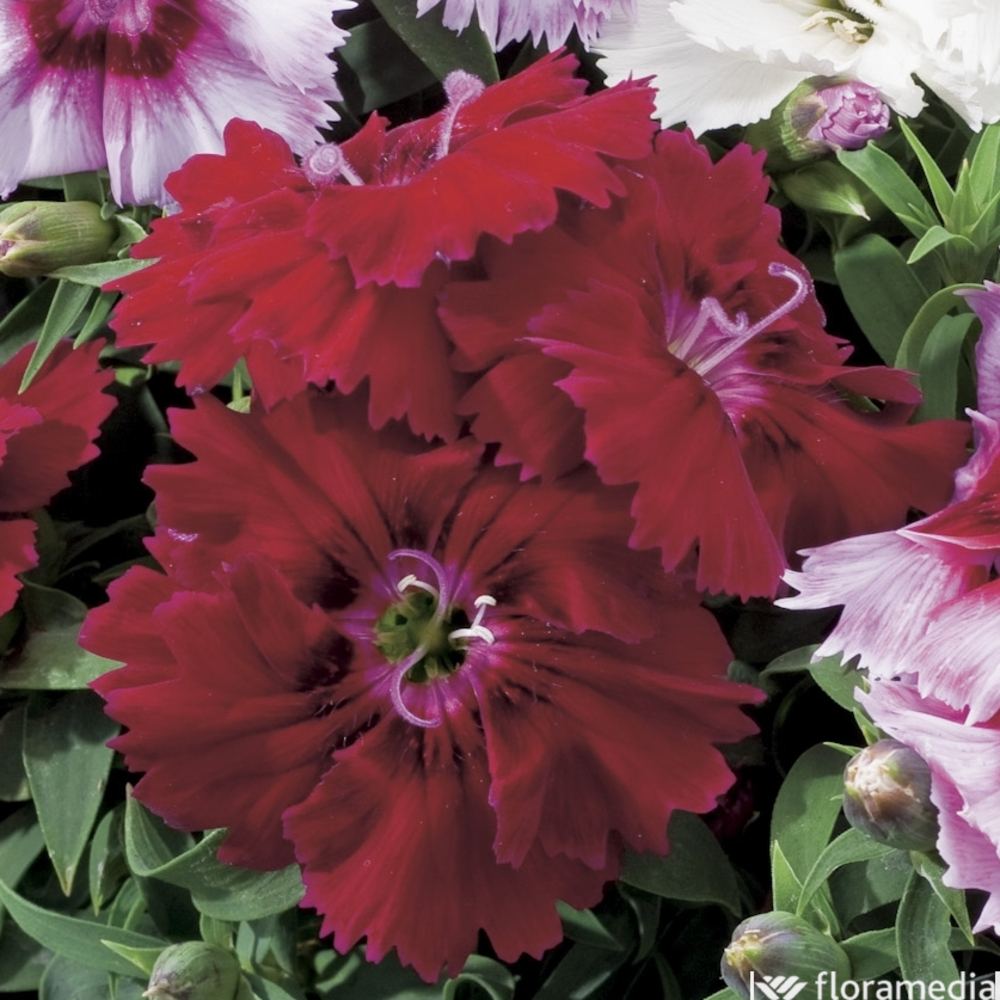 Œillet de chine hybride : barquette de 6 plants