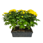 Chrysanthème multifleur : barquette de 6 plants