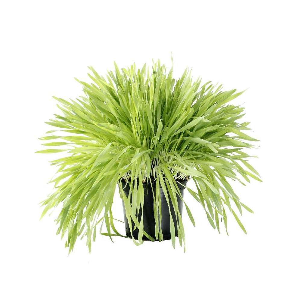 Plant D Herbe A Chat Pot De 1 Litre Truffaut