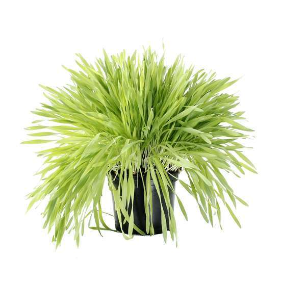Plant D Herbe A Chat Pot De 1 Litre Truffaut Plant D Herbe A Chat Pot De 1 Litre Truffaut
