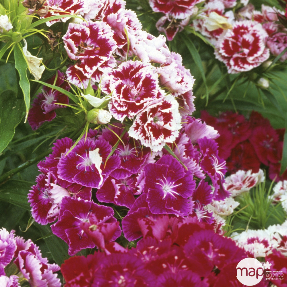 Œillet de poète : barquette de 6 plants