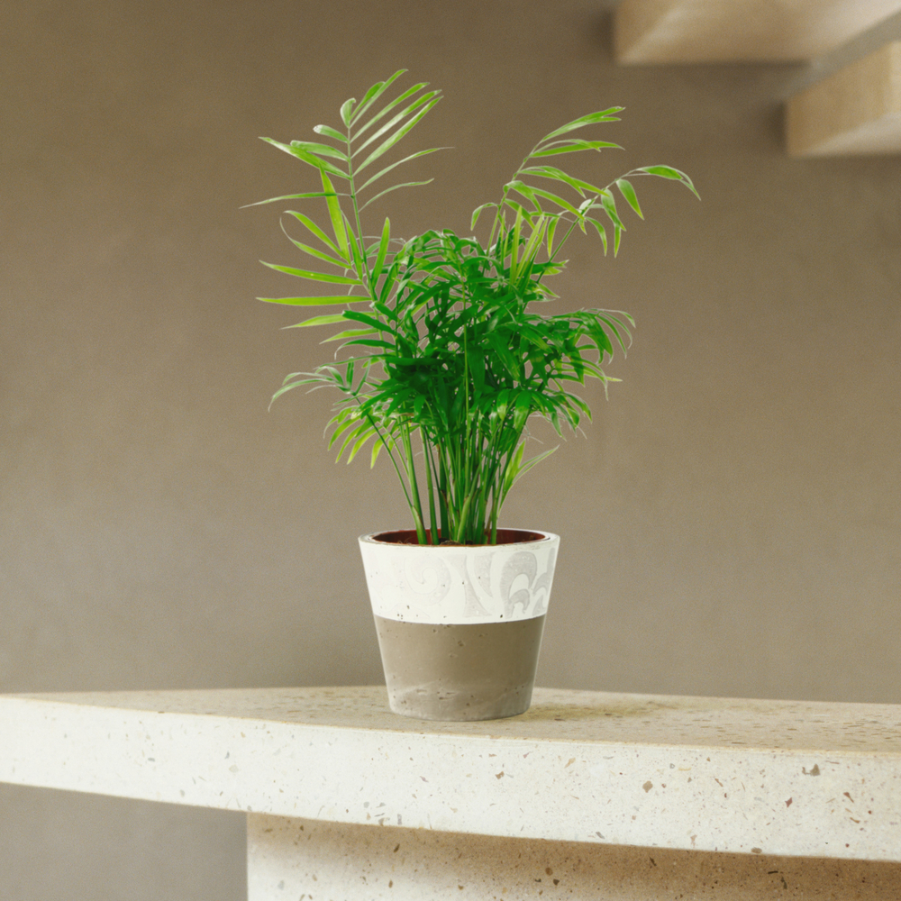 Palmier nain : H.30/40cm pot