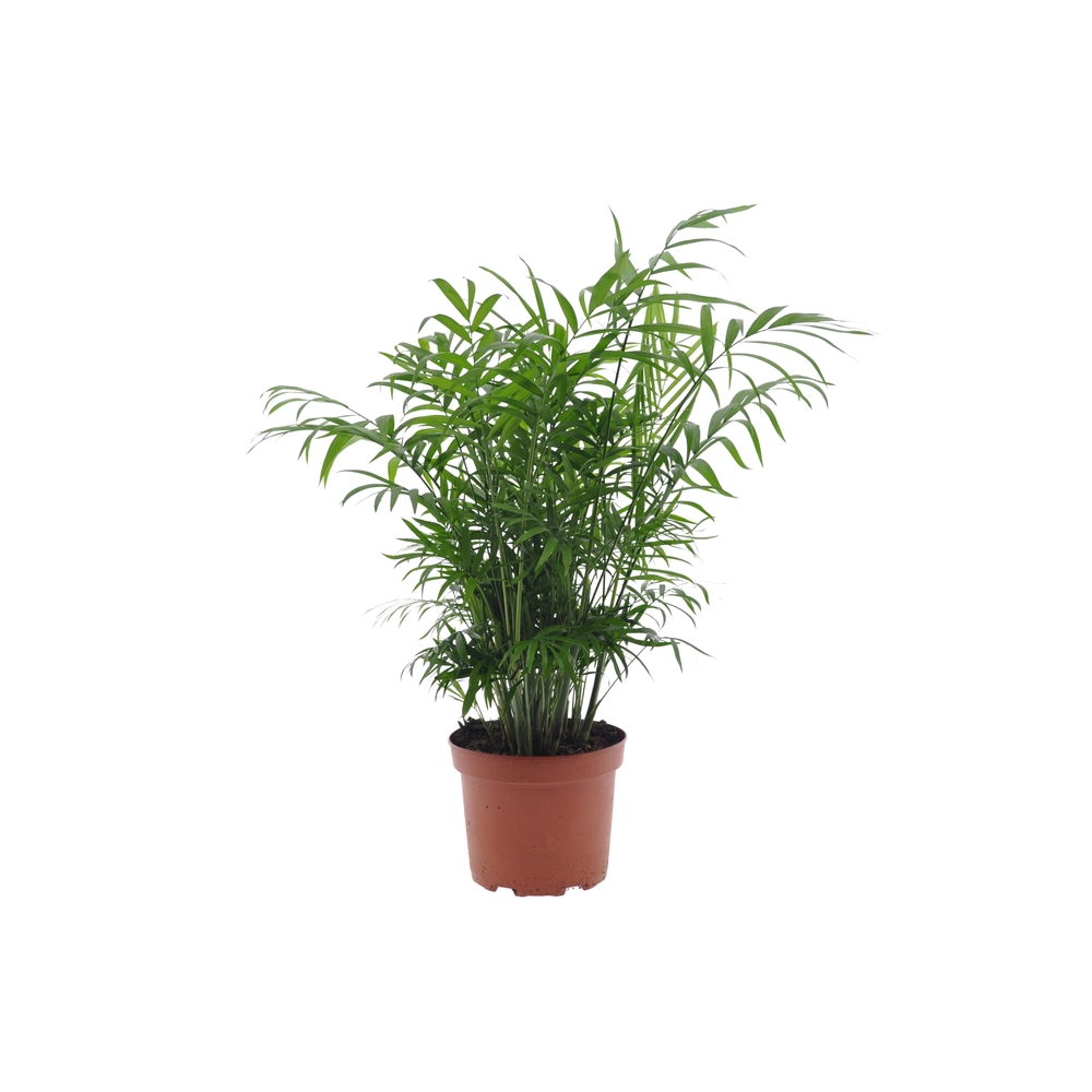 Palmier nain: pot D.17 cm h.40/60cm