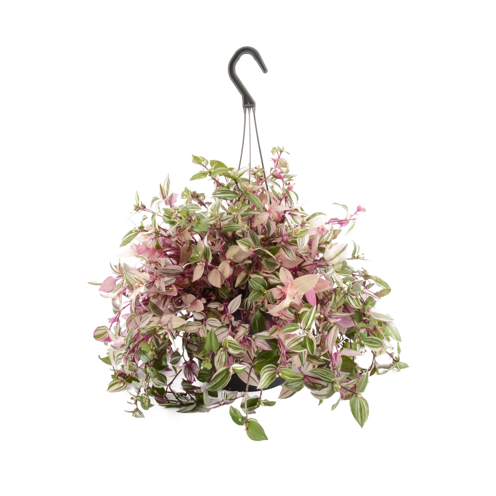 Tradescantia : suspension diamètre 17 cm - Variétés variables