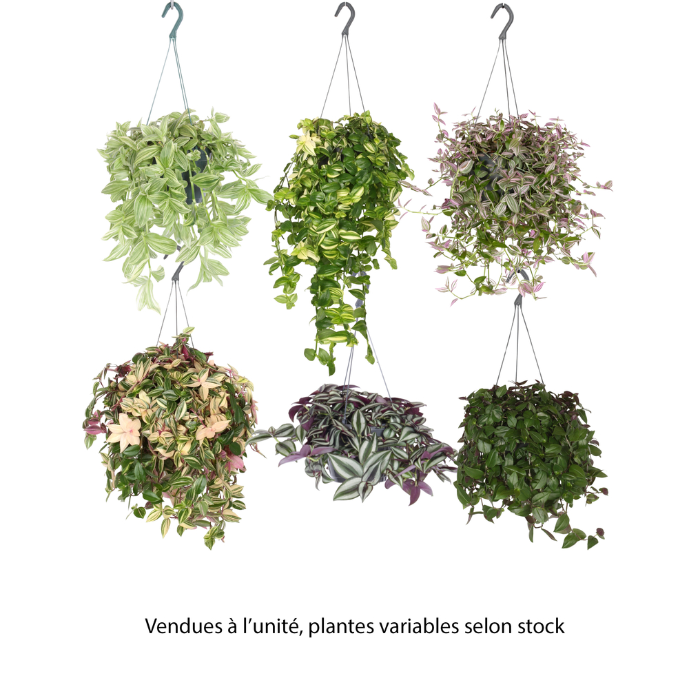 Tradescantia : suspension diamètre 17 cm - Variétés variables