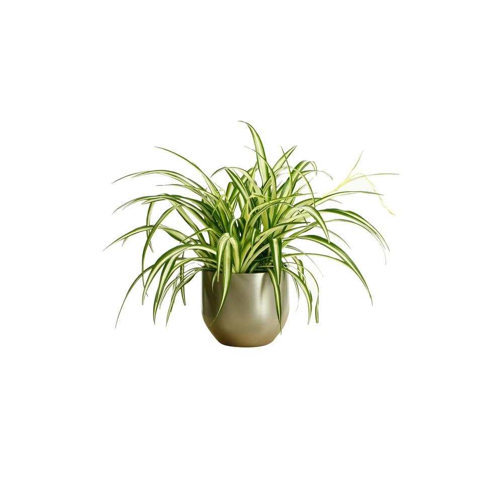 Chlorophytum : suspension Ø18cm
