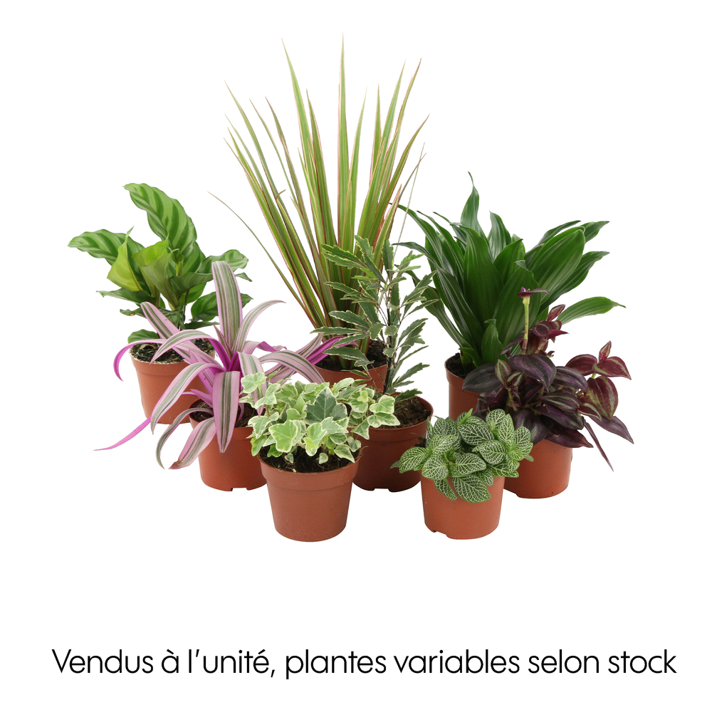 Plante verte : Pot D.8cm - Variétés variables