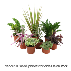 Plantes vertes : pot d.8cm - Variétés variables