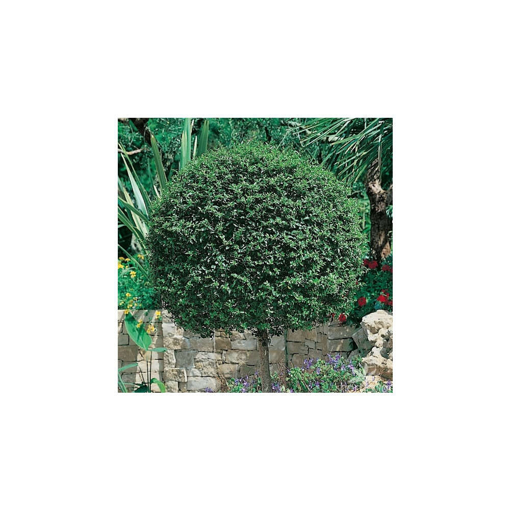 Ligustrum ionandrum : ctr 9 litres Deco MNT