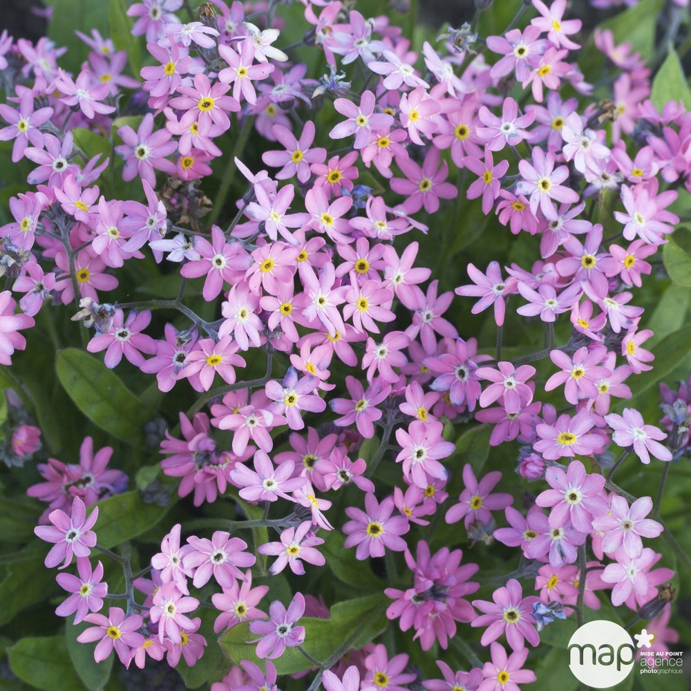 Myosotis : pot Ø 10,5 cm