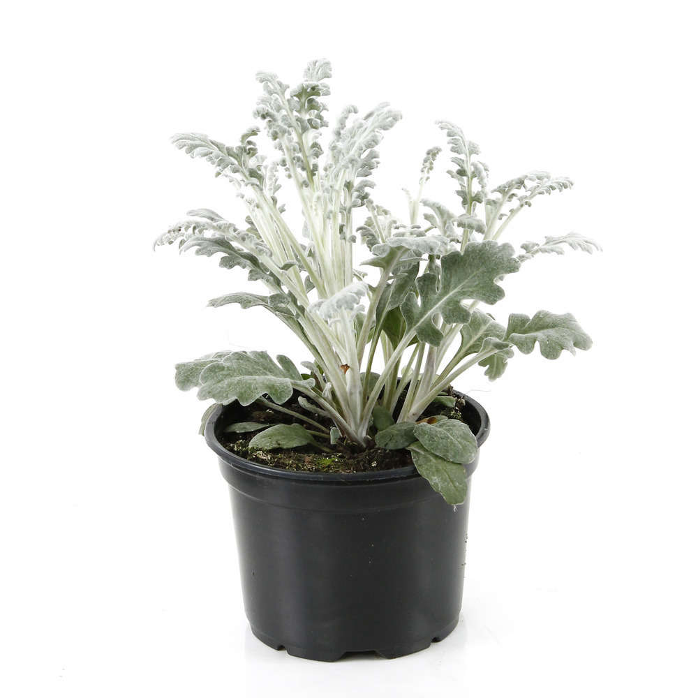 Cinéraire maritime : pot Ø 10,5/11 cm