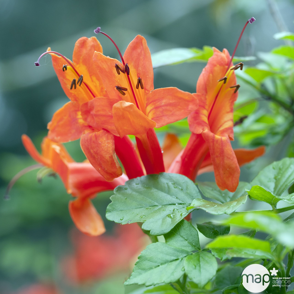 Tecomaria capensis - Echelle - Pot 3L