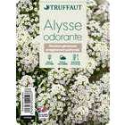 Alysse odorant : barquette de 6 plants