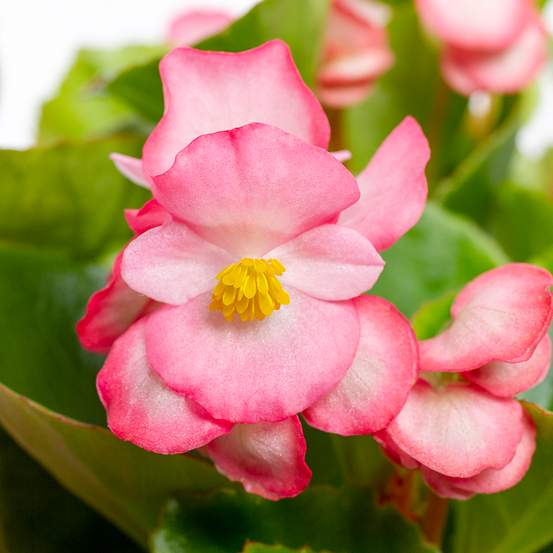 Bégonia gracilis: barquette de 6 plants