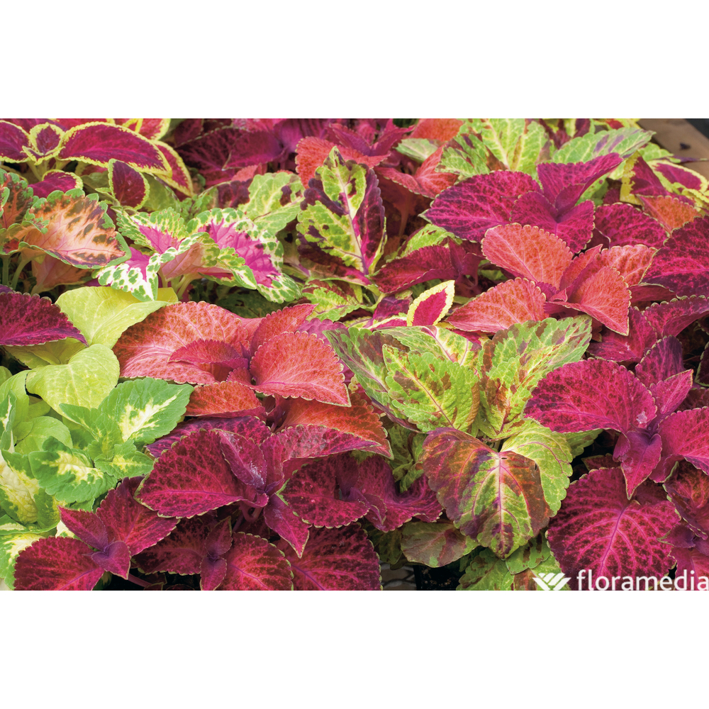 Coleus : barquette 6 plants 