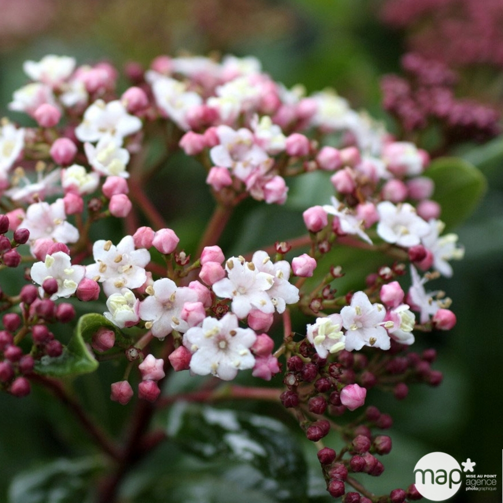 Viburnum Tinus gwenllian : H.30/40cm, Pot 3L