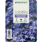 Lobelia hybride: barquette de 6 plants