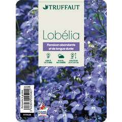 Lobelia hybride : barquette de 6 plants