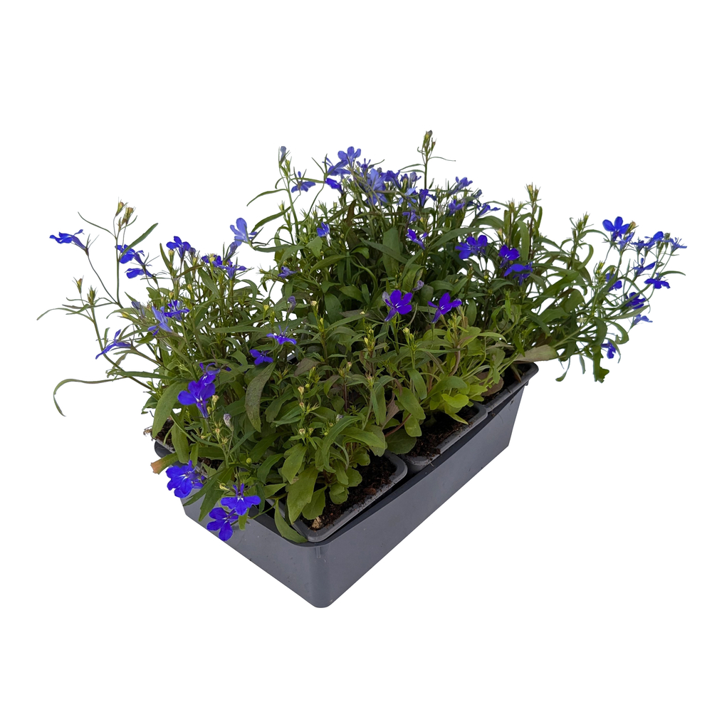 Lobelia hybride: barquette de 6 plants