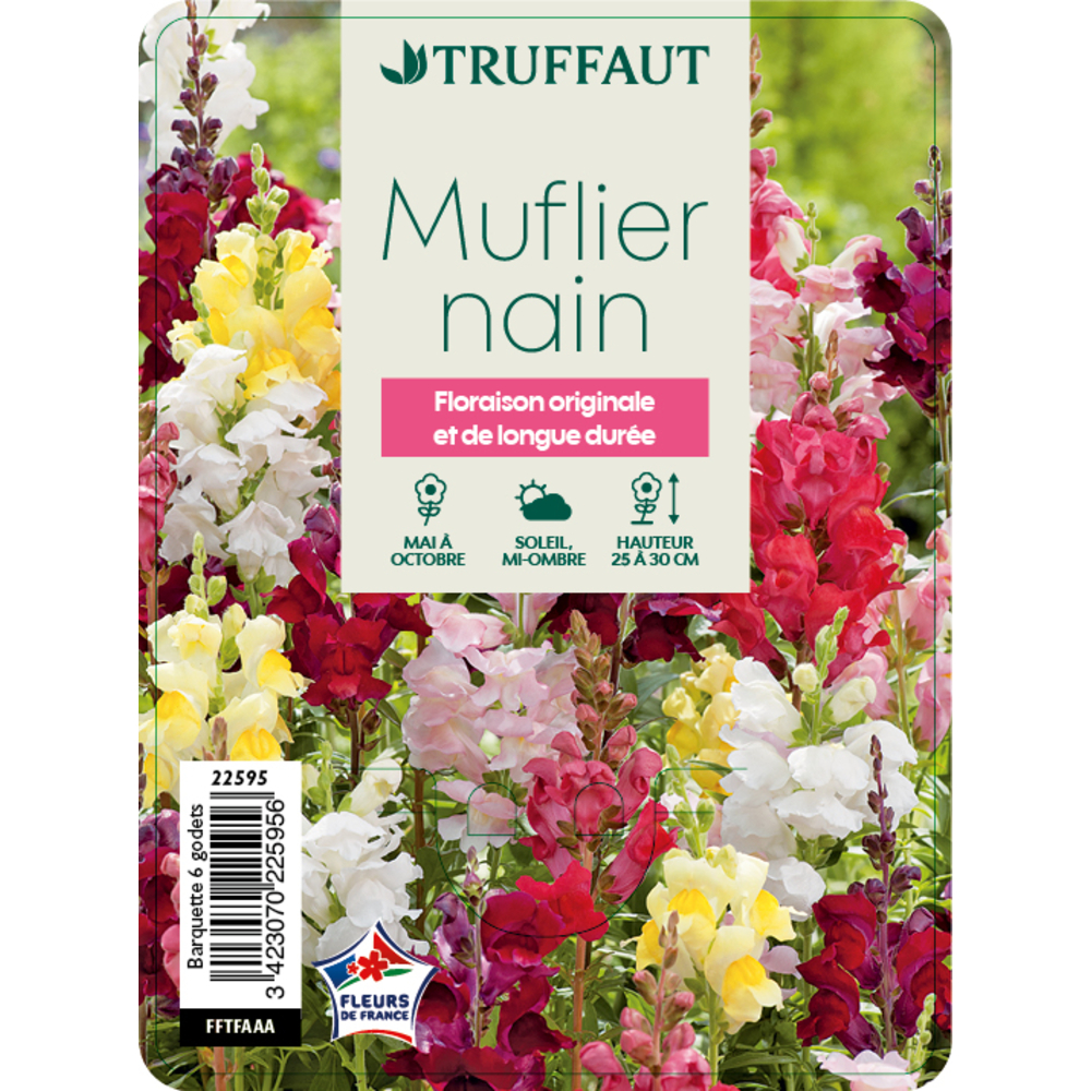 Muflier hybride: barquette de 6 plants