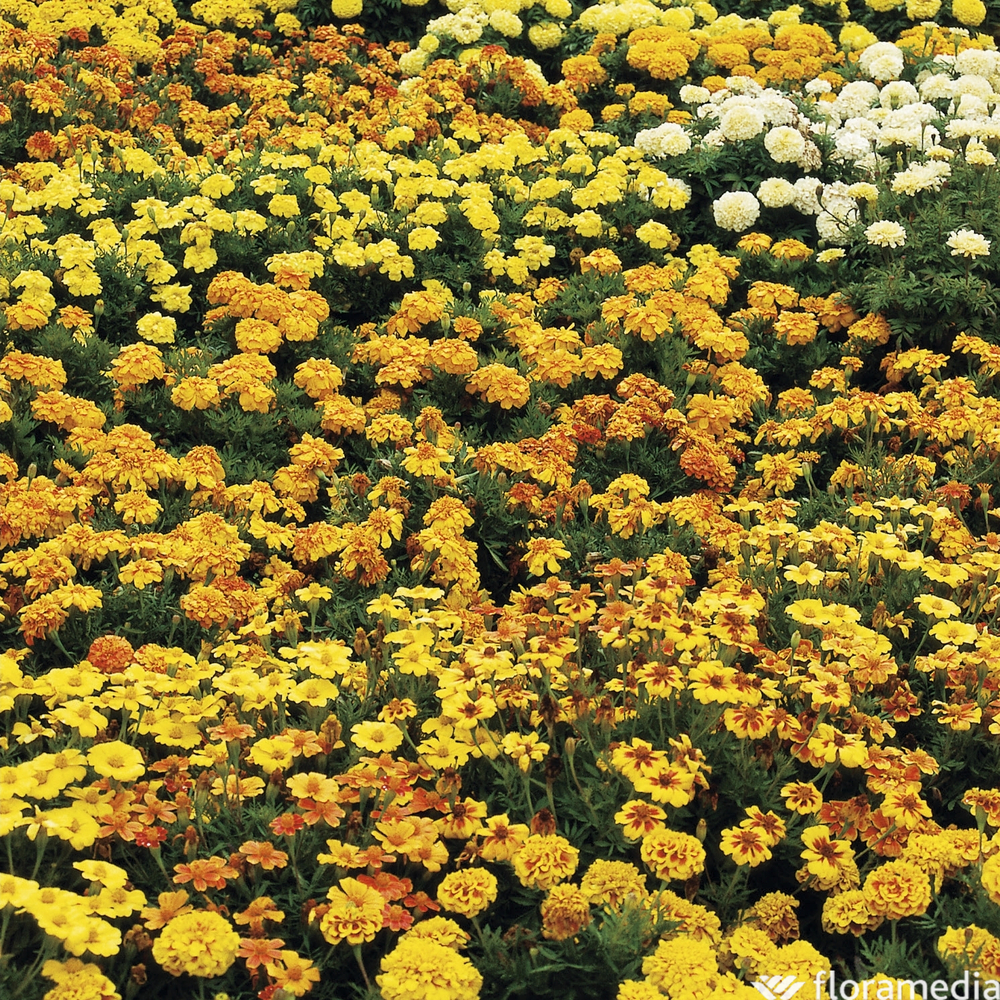 Œillet d'inde : barquette de 6 plants - Coloris variables