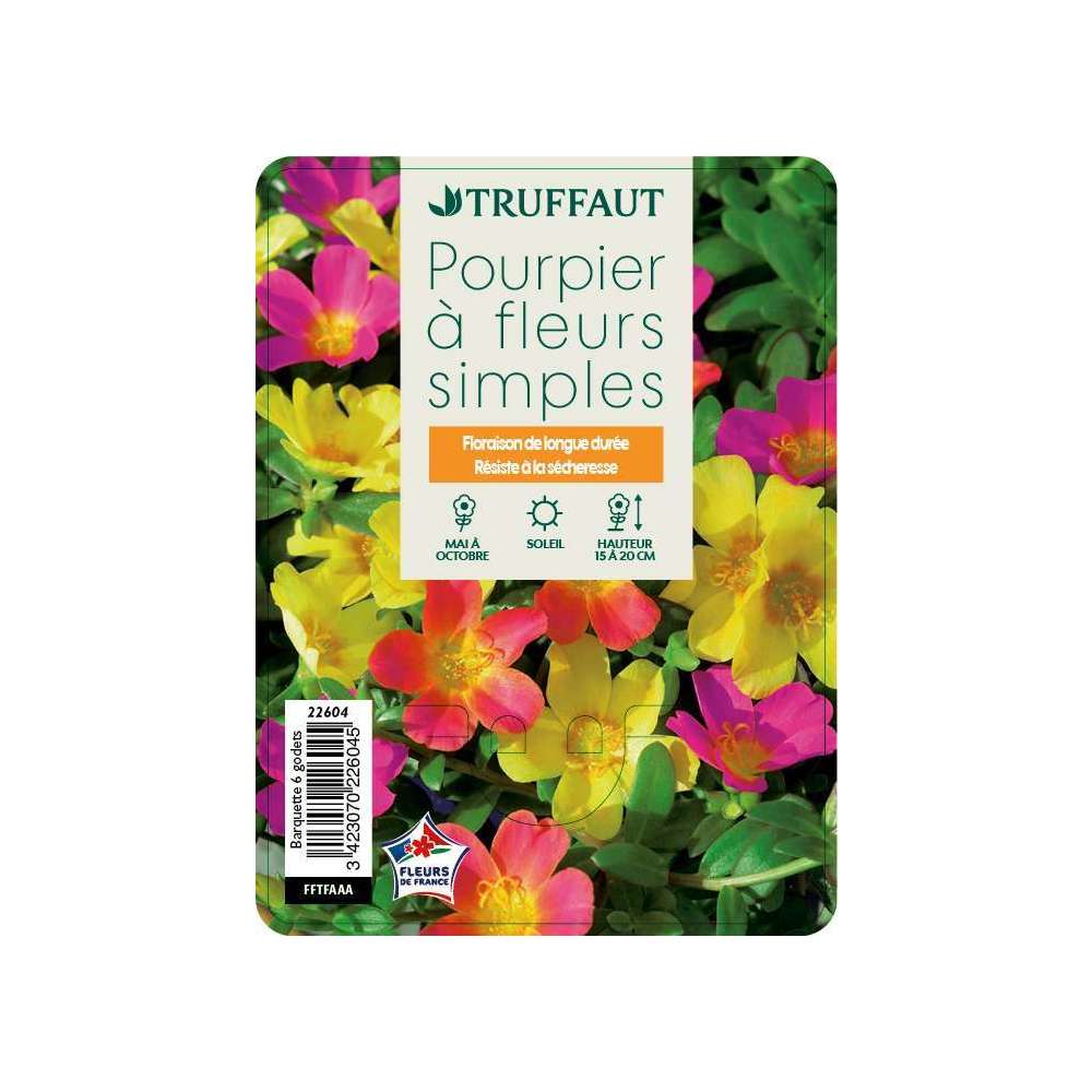 Pourpier : barquette de 6 plants