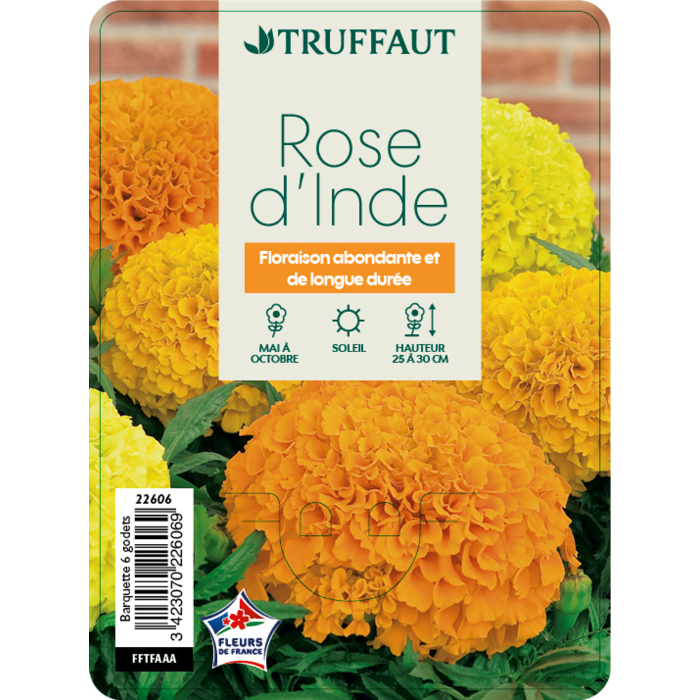 Rose d'inde hybride: barquette de 6 plants