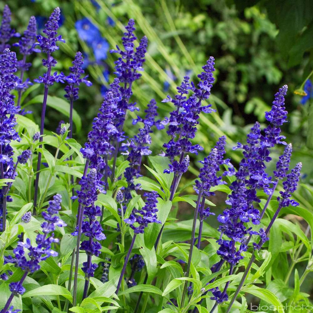 Sauge bleue : barquette de 6 plants