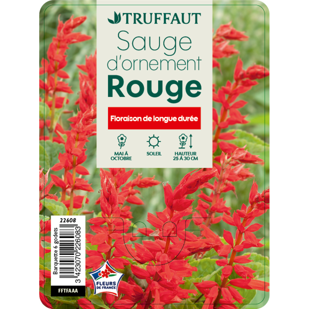 Sauge rouge: barquette de 6 plants