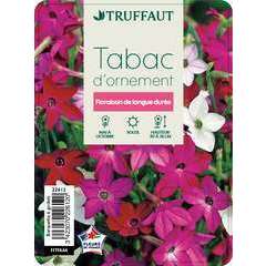 Tabac hybride: barquette de 6 plants