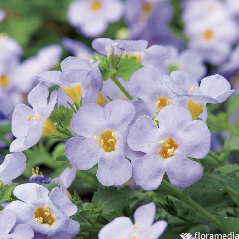 Bacopa: pot d.10,5cm