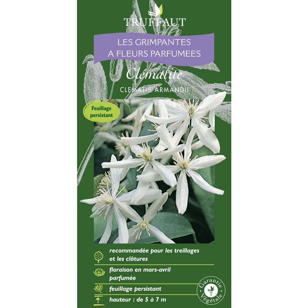 Clematis armandii: ctr de 1.3 Litres
