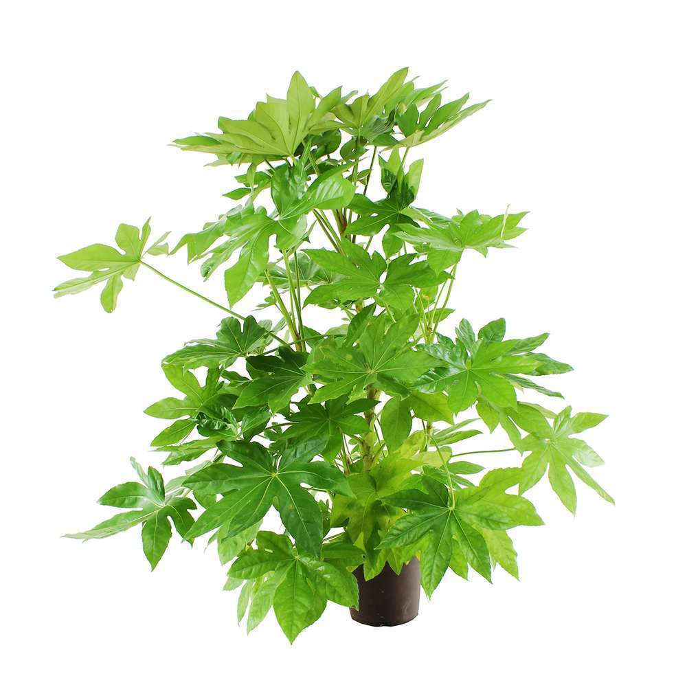 Fatsia japonica :conteneur 5/7 litres