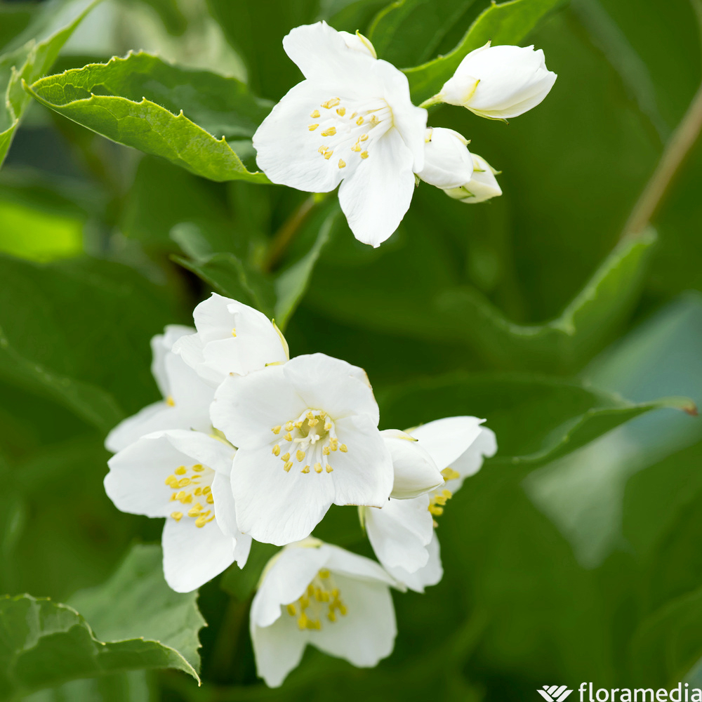 Philadelphus, variétés variables - Pot 5 litres