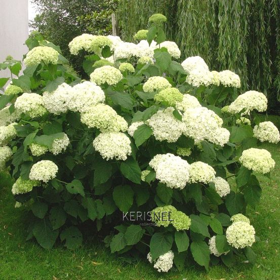 Hydrangea arborescens 'Annabelle', ctr 10 L