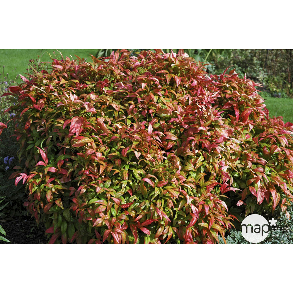 Nandina domestica ' Fire Power ' : H 30/40 cm ctr 3 litres