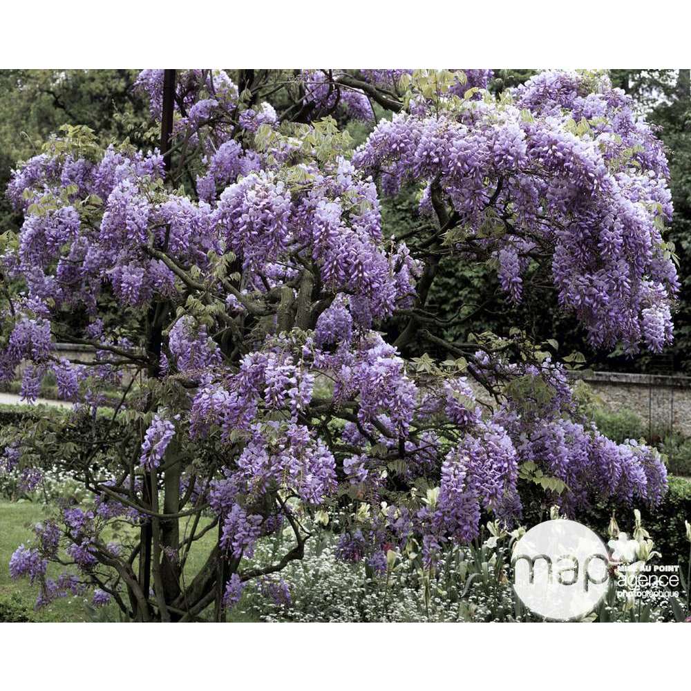 Wisteria variété, ctr de 15 Litres