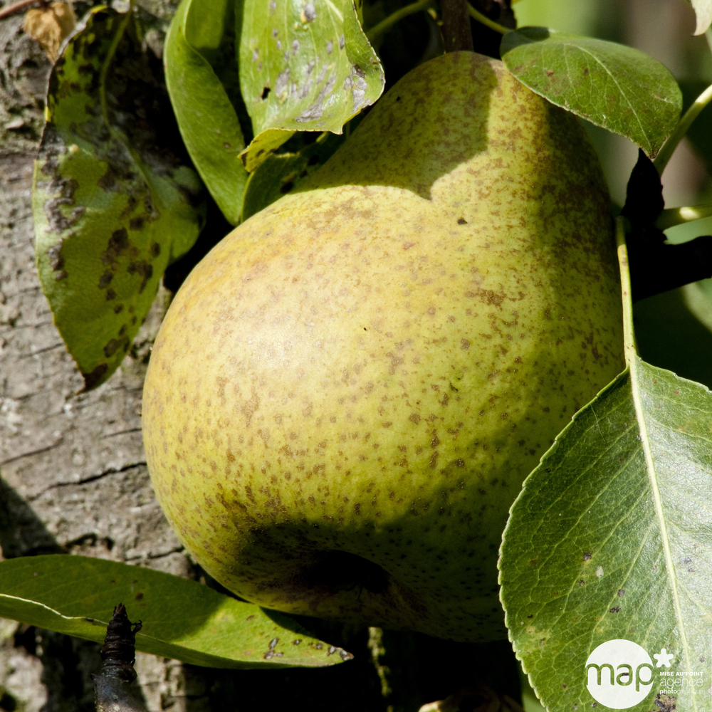 Poirier Conseiller à la Cour : gobelet prêt à planter