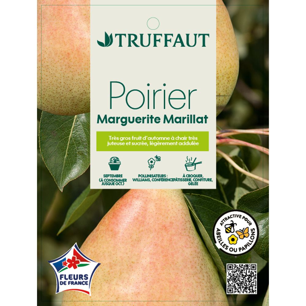Poirier Marguerite Marillat : gobelet prêt à planter