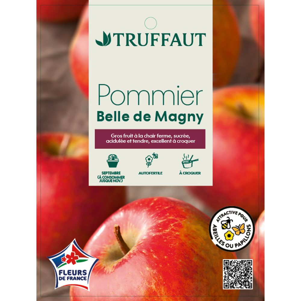 pommier belle de Magny : gobelet PAP