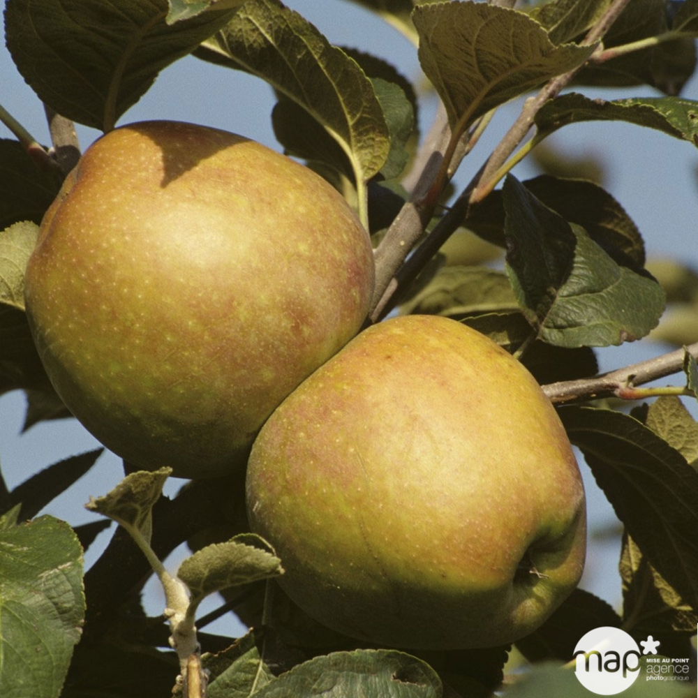 Pommier Cœur de Bœuf : gobelet prêt à planter