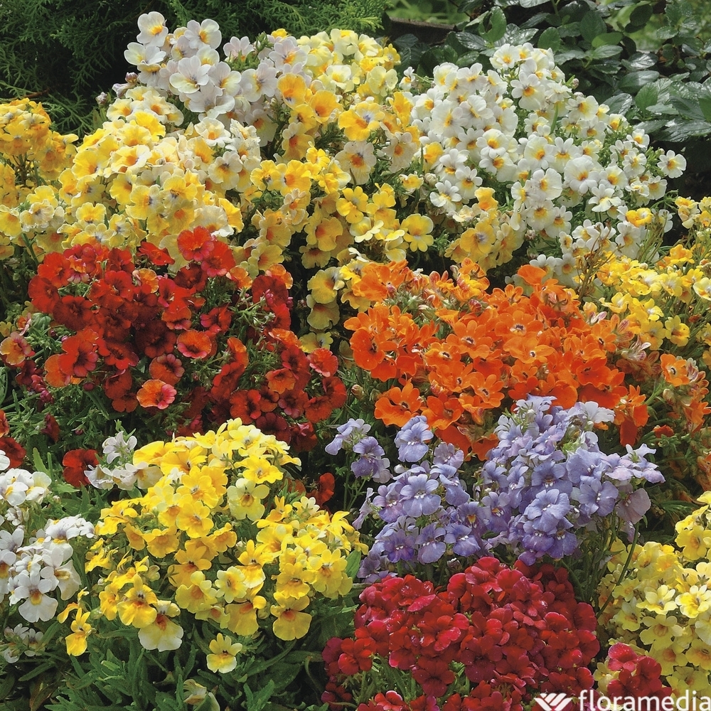 Nemesia : pot Ø 10,5 cm