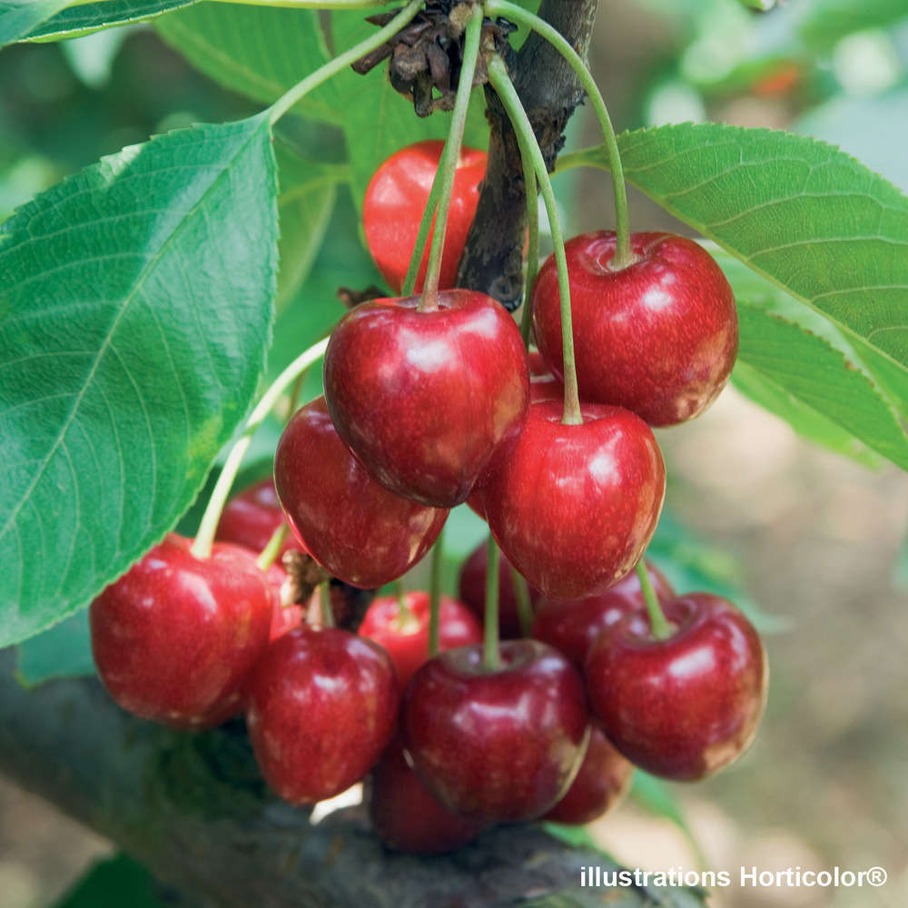 Cerisier Belle de Chatenay : gobelet prêt à planter